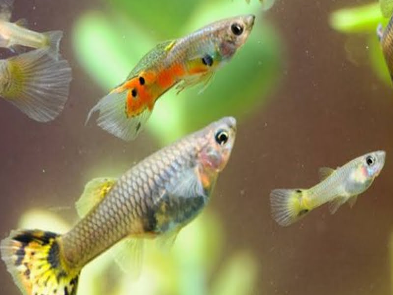 Guppy fish may be found in a variety of types at PetSmart.