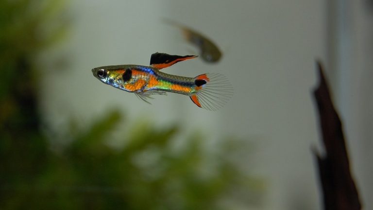Guppy Fish With Betta: The Best Way to Get Your Aquarium Started