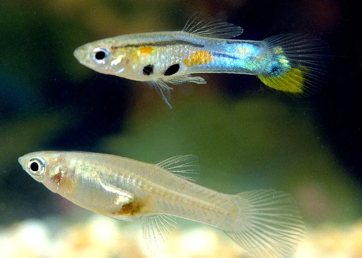 Guppy is one of the best killifish tank mates