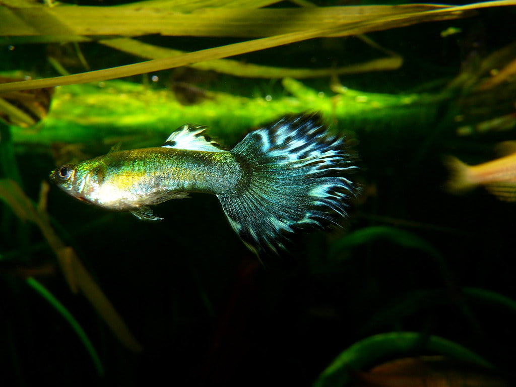 Guppy with magical tail pattern and colors