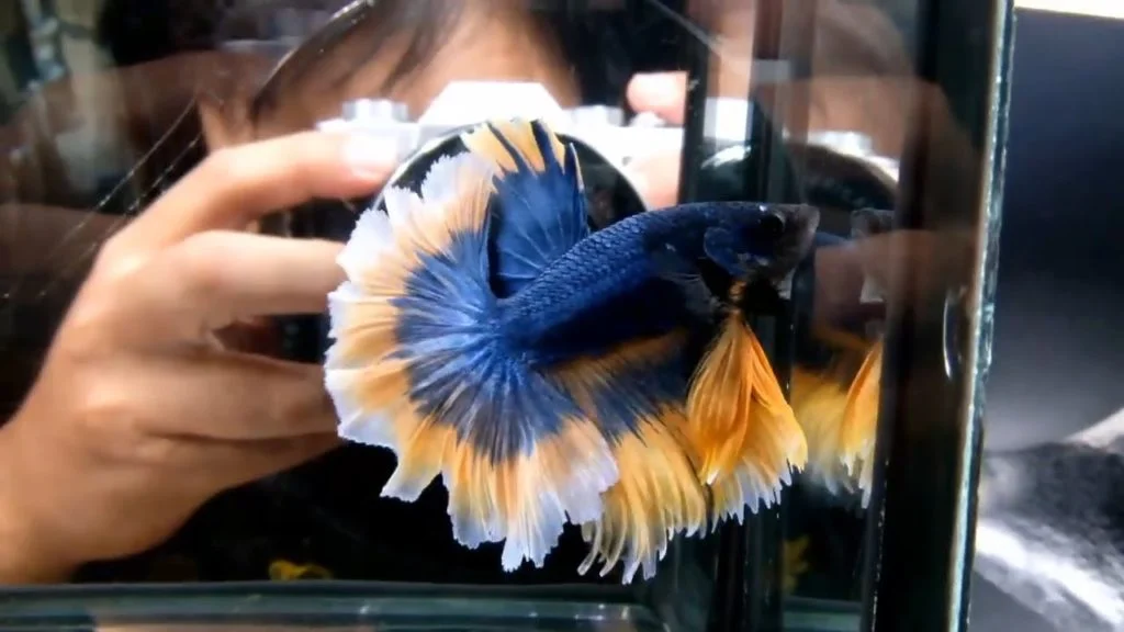 Halfmoon Betta has a breathtaking tail