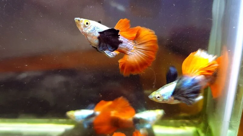 Halfmoon guppy
