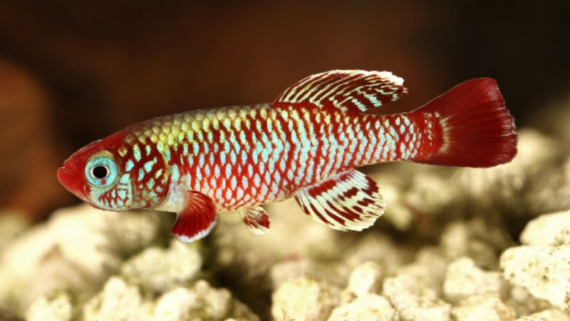 3 Basic Things You Need To Know About Hard Water Killifish