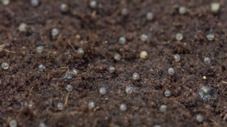 Hatching Killifish Eggs - Top Exciting Facts About The Incubation Of Killifish