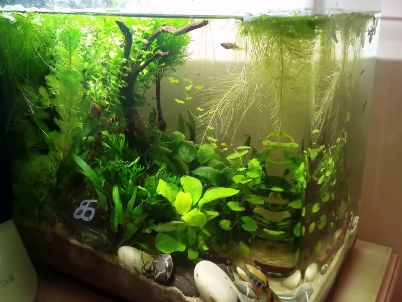 Having plants in the fish tank helps bluefin killifish grow better