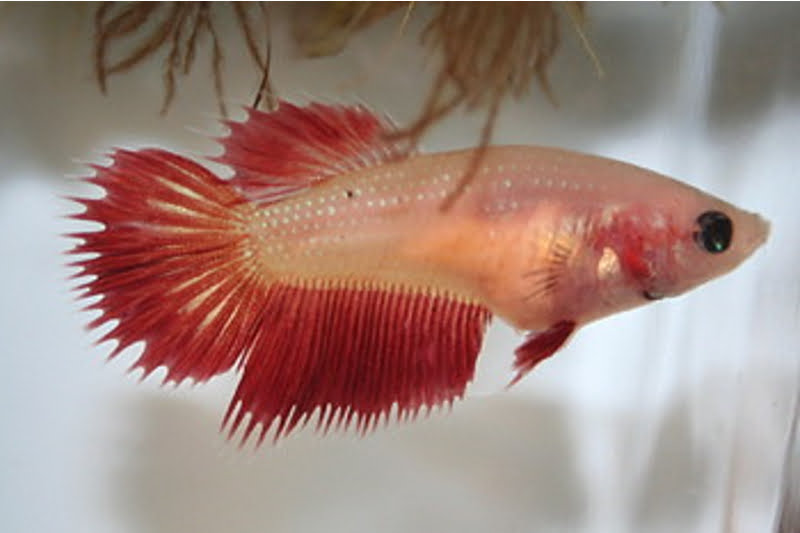 HM Red BF Female