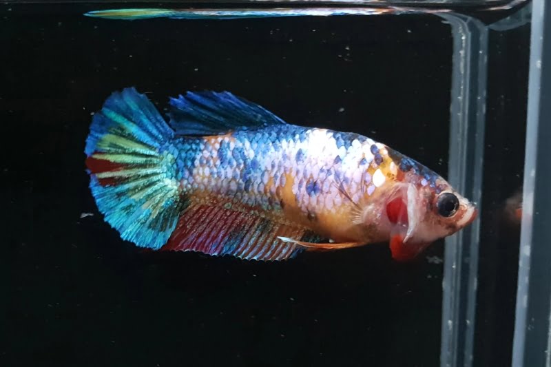 HMPK Turquoise