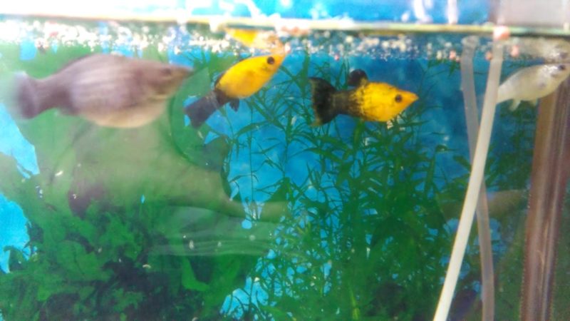 You need to house molly fish in a community aquarium with friendly fish 