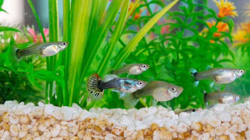 How Long Do Guppy Fish Live? Simple Tips To Expand Lifespan