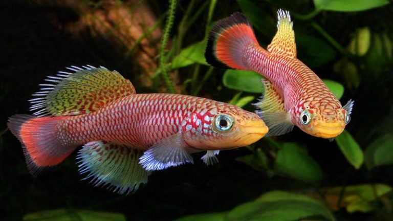 How Many Killifish Should Be Kept Together? - 5 Care Tips