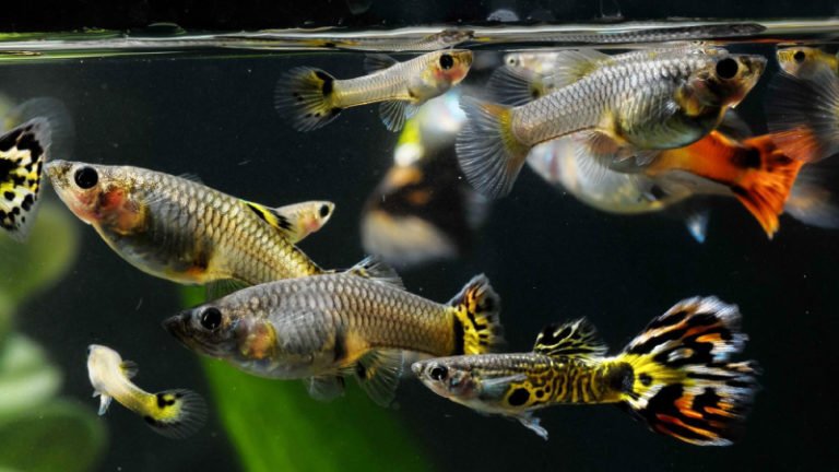 How Often Do You Feed Guppy Fish? - Best Food For Guppy