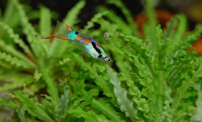How to care for Guppy moms