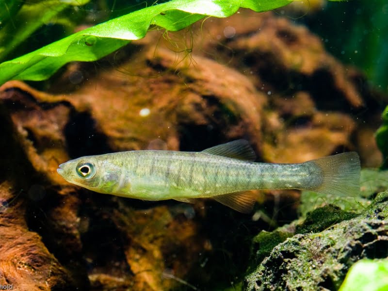 How to feed banded killifish?