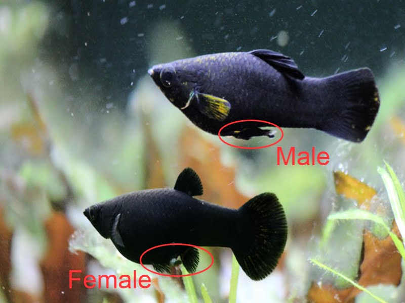 male vs female molly fish