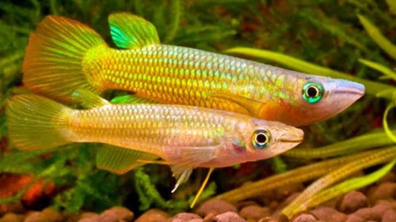 How To Tell Male And Female Killifish & Ways To Breed Them Be Happy