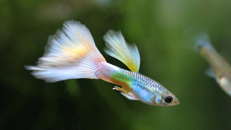 17 High-Resolution Images Of Guppy Fish - No Watermark