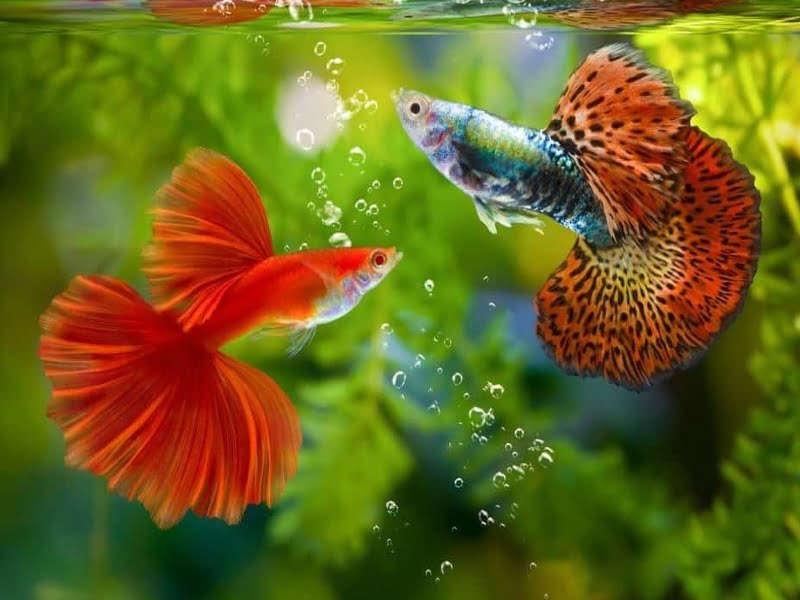 In their native environment, guppies don't need much.