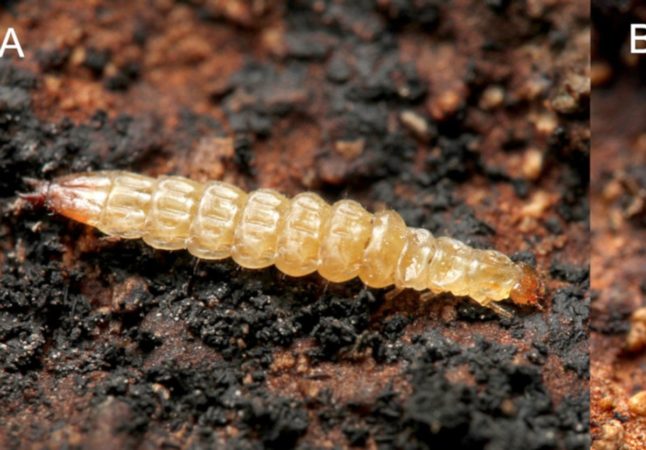 Insect larvae is one of the favorite food of Neon Stripe Lampeye Killifish