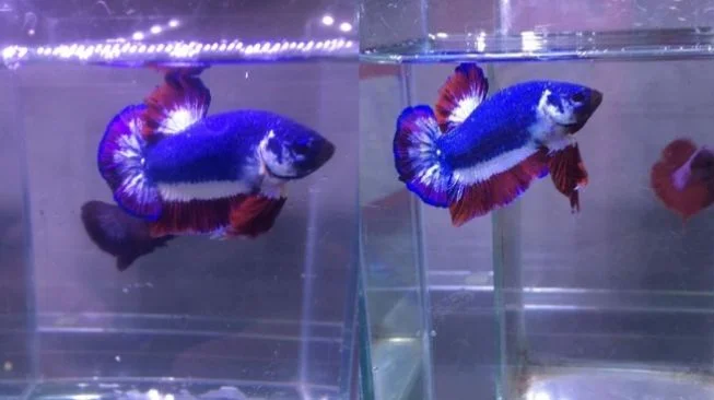 Kachen Worachai's colors are similar to the Thai national flag