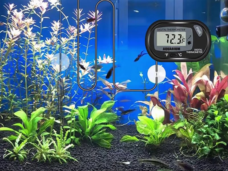 Keep a temperate freshwater fish between 70-75 °F