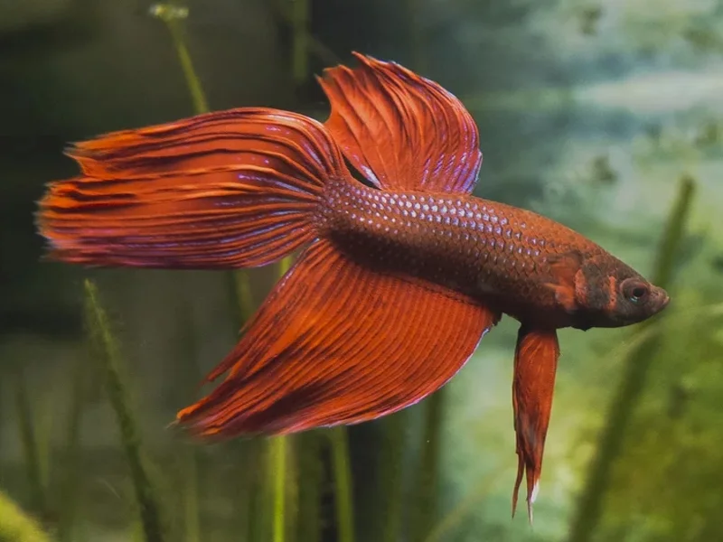 Keep bettas in a temperature range between 78-80°F