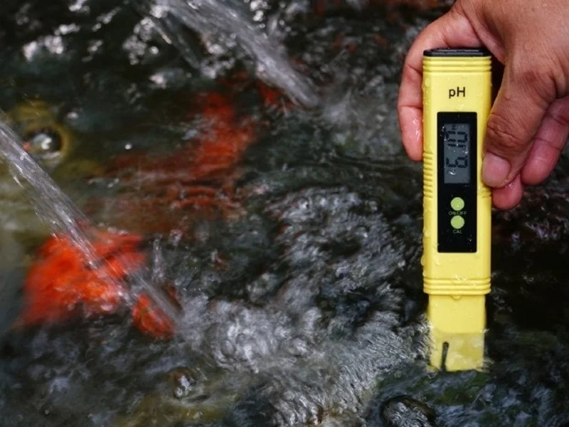 Keep the ph between 6.0 and 7.5 in the killifish tank