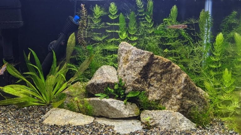 Killifish 10 Gallon Tank: Everything You Need To Know