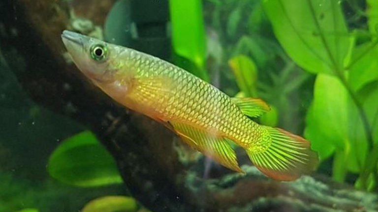 Killifish And Gourami: Top Outstanding Features About The Two Fish Species