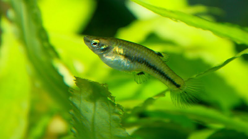 The Ultimate Guide to Keeping Your Killifish and Guppies Alive and Healthy
