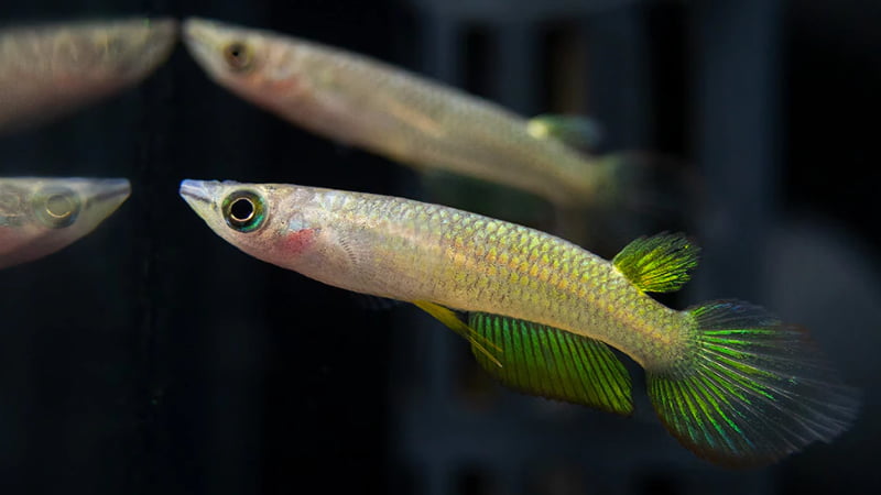 Killifish And Shrimp: Top Things That You Need To Know About These Two Species