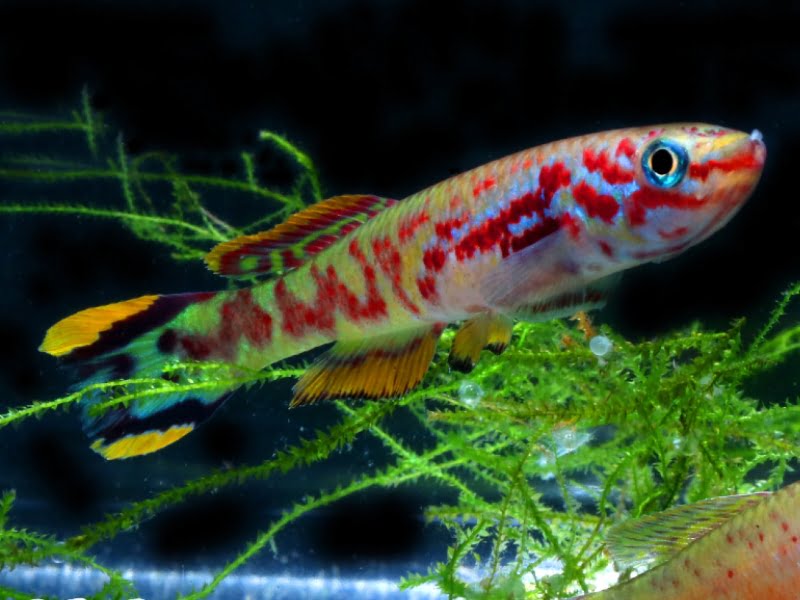 Killifish are not as colorful as other fish