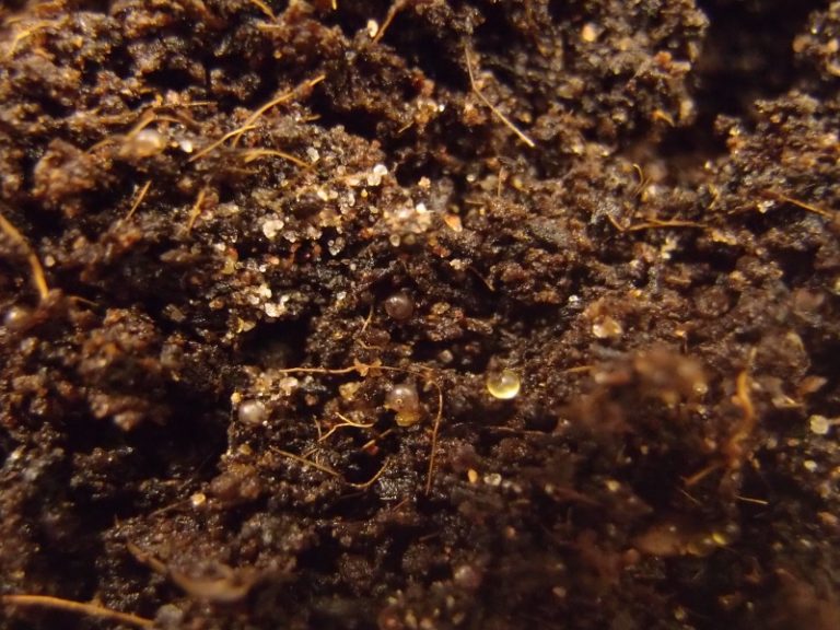 Hatching Killifish Eggs Exciting Facts About The Incubation