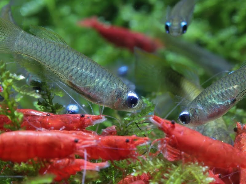 Killifish can be kept in the same tank with shrimp