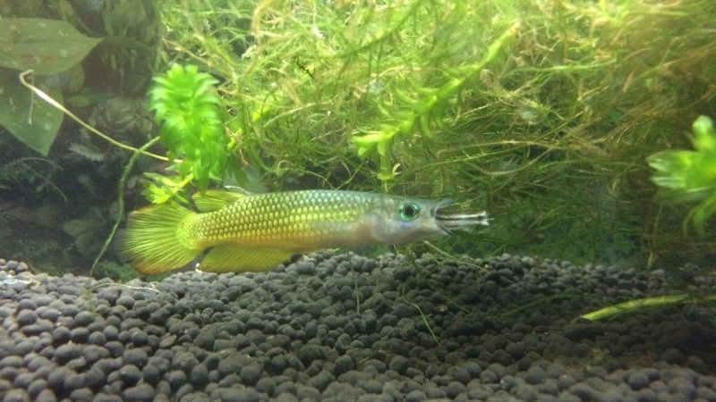 It is likely that killifish eat tank mates if they can fit in their mouth