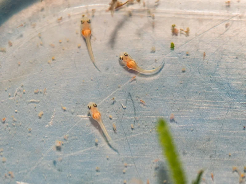 Killifish eggs and fry make a good snack for bettas