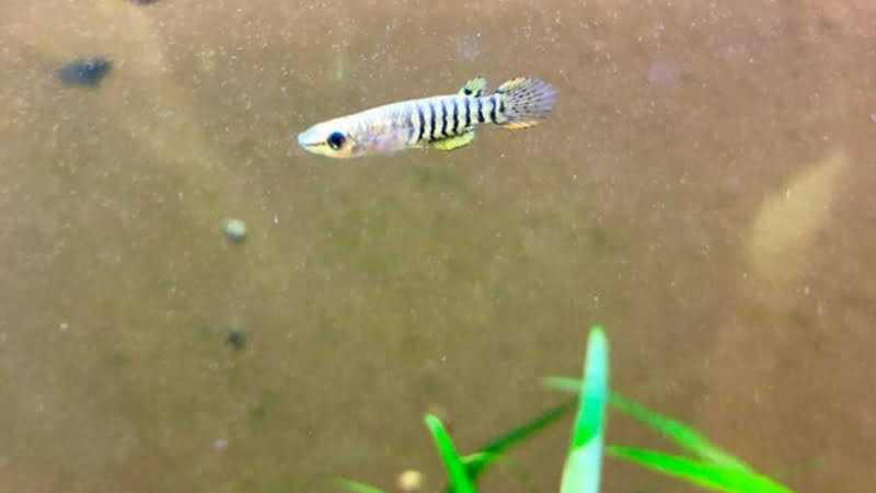 Killifish Fry Food: 2 Main Types That Are Recommended For Your Newly- hatched