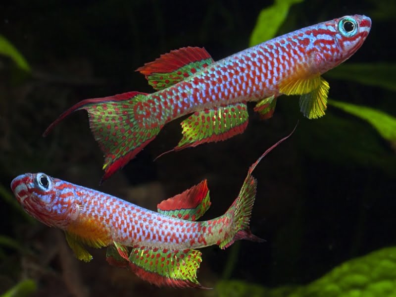 Killifish may grow up to 6 inches in length