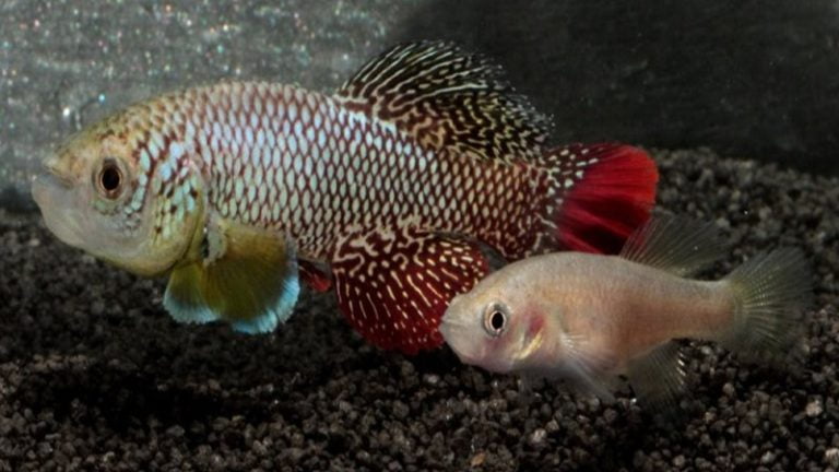 7 Online Stores To Buy Healthy Killifish In New York