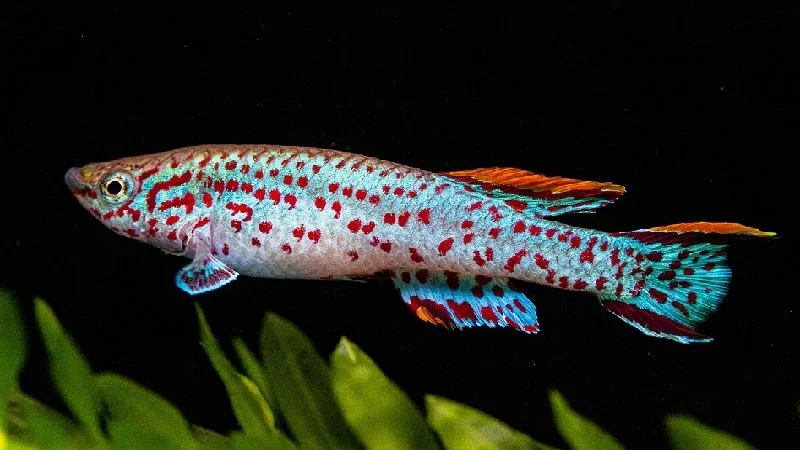 Killifish photo