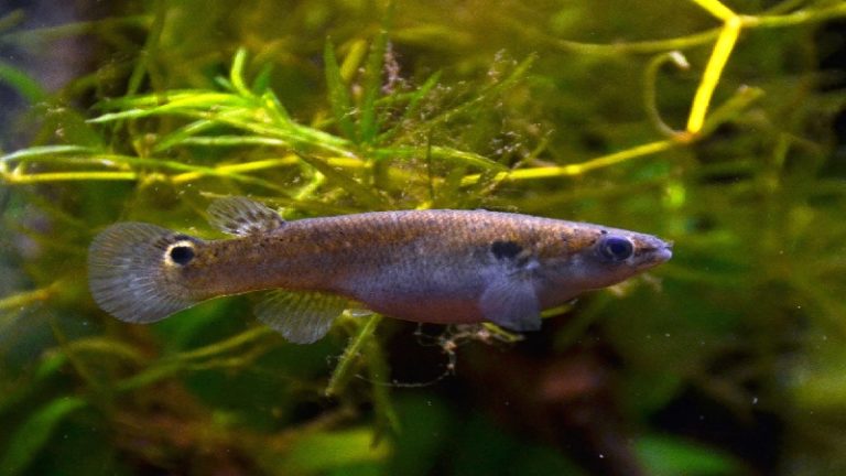 Top Reasons Why You Should Make A Killifish Planted Tank