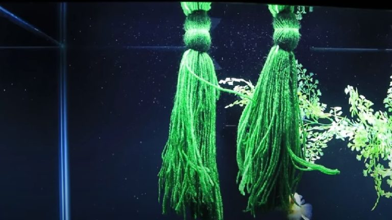 Killifish Spawning Mop: A Good Option That Makes Your Fish Appreciate!