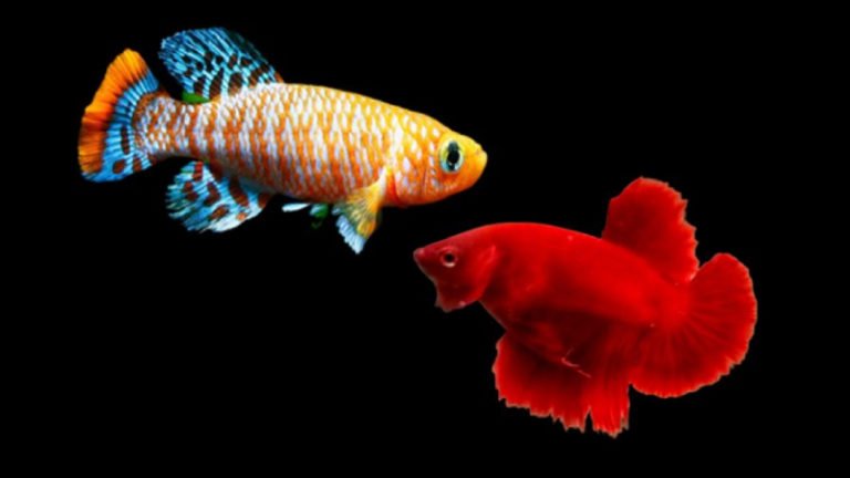 Can We Keep Killifish With Betta? Find The Best Compatible
