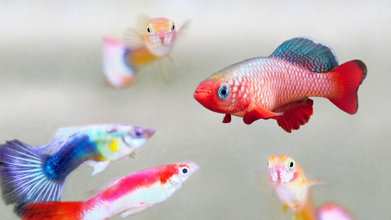 Keeping Killifish With Guppies: Are They A Good Tank Mate?
