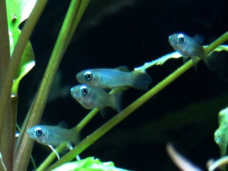 Lampeye killifish belongs to Lampeye Family