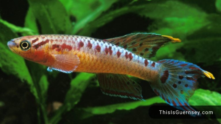 lampeye killifish breeding