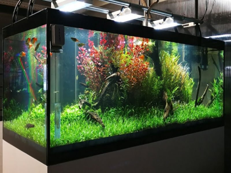 Lampeye killifish need a tank of 16 gallons