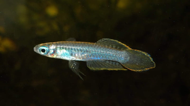 Lampeye Killifish With Shrimp: 3 Essential Factors To Keep Them Live Healthily