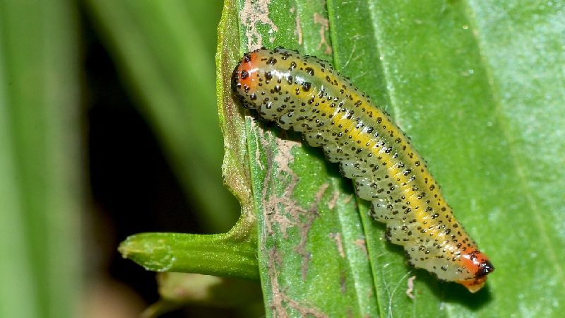 Larvae are one of the banded killifish food
