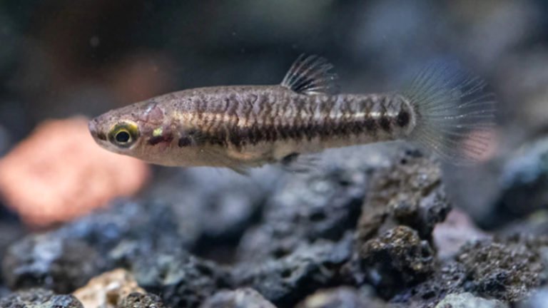 Least Killifish 5 Gallon: Top Features You Should Know