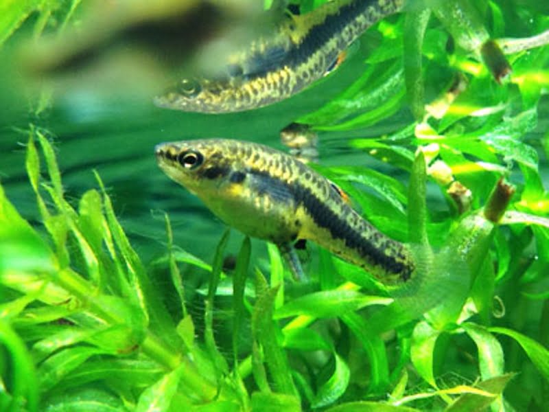 Least killifish use foliage to hide from predators
